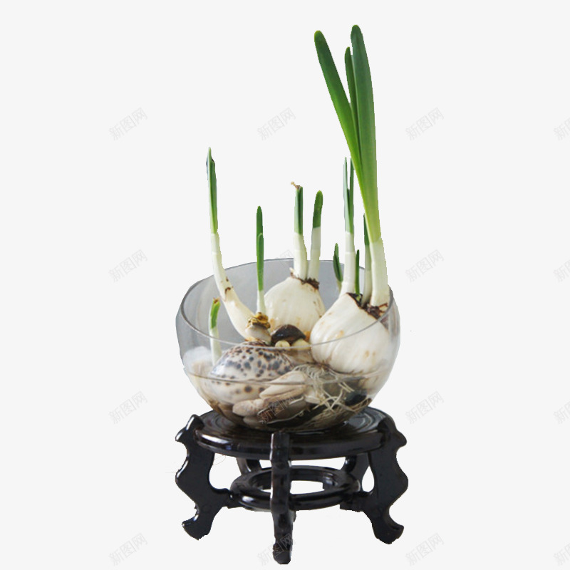 水仙花植物png免抠素材_88icon https://88icon.com 净化空气 植物 水仙花 水培 水培植物 清新 绿色 装饰