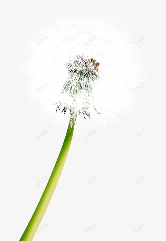 白色唯美蒲公英造型美景png免抠素材_88icon https://88icon.com 白色 美景 蒲公英 造型