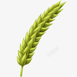 麦穗特写图片小麦青麦穗插画矢量图高清图片