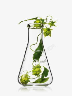 摄影水杯植物造型素材