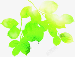 绿色水彩树叶阳光素材