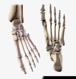 金色人体脚掌骨骼素材