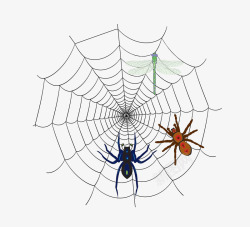 蜘蛛网上的昆虫素材