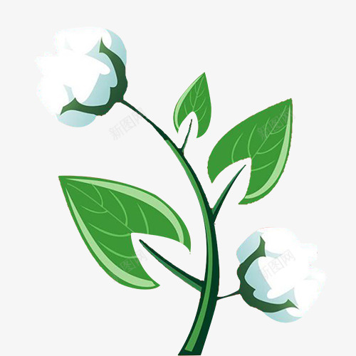 棉花png免抠素材_88icon https://88icon.com 天然 插画 植物 温暖 纹理 绿叶 舒适