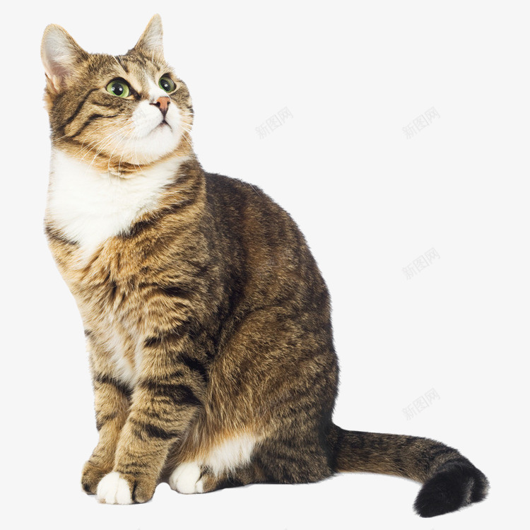 花猫png免抠素材_88icon https://88icon.com 猫咪 猫素材 花猫