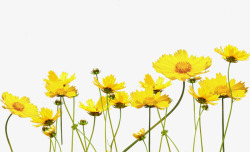 阳光下的黄色花朵素材