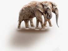两只大象行走素材