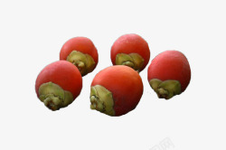 红色棕榈果素材