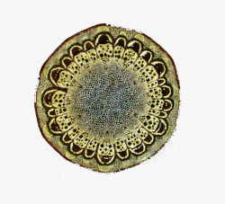 动植物细胞生物细胞动植物细胞高清图片