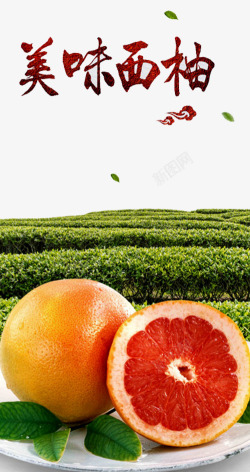柚子庄园美味西柚海报高清图片
