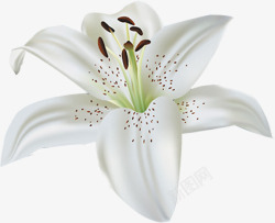 白色唯美百合花朵素材