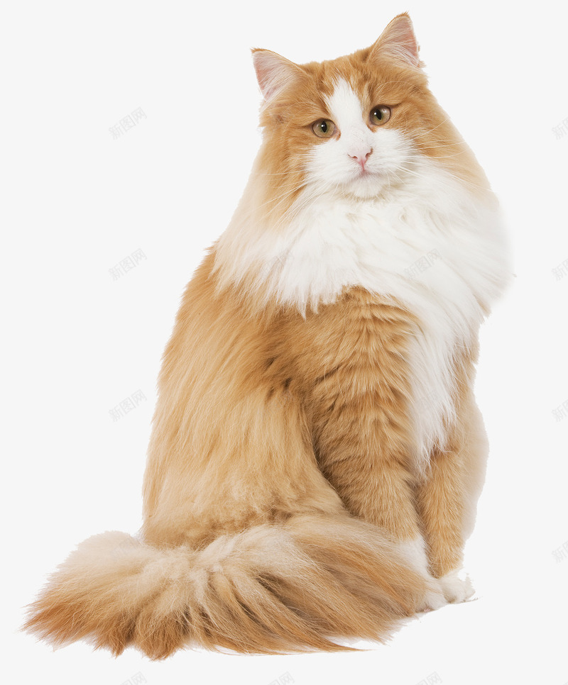 可爱的猫咪png免抠素材_88icon https://88icon.com 可爱 实物 猫 猫咪