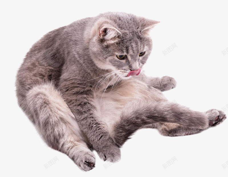 猫咪奇葩坐姿png免抠素材_88icon https://88icon.com 免费素材 可爱 搞笑 猫咪