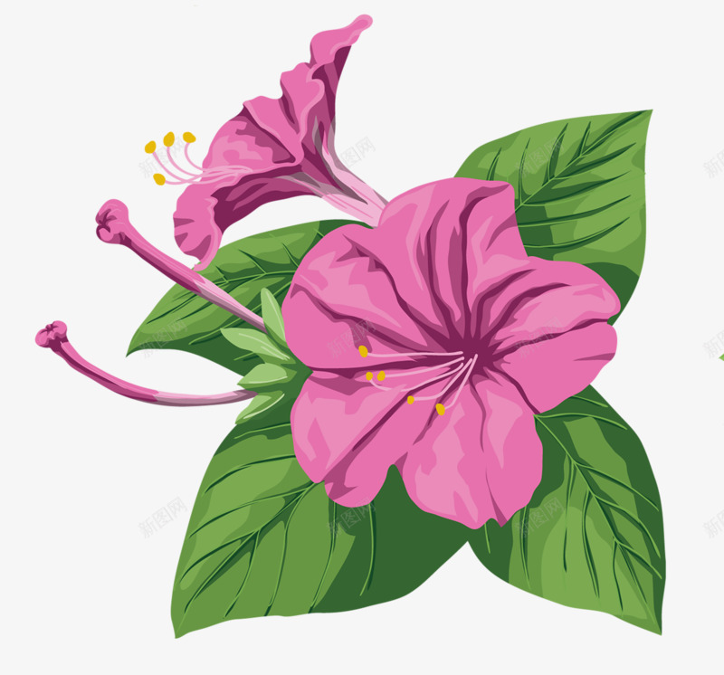 紫色喇叭花png免抠素材_88icon https://88icon.com 喇叭花 牵牛花 紫色 鲜花