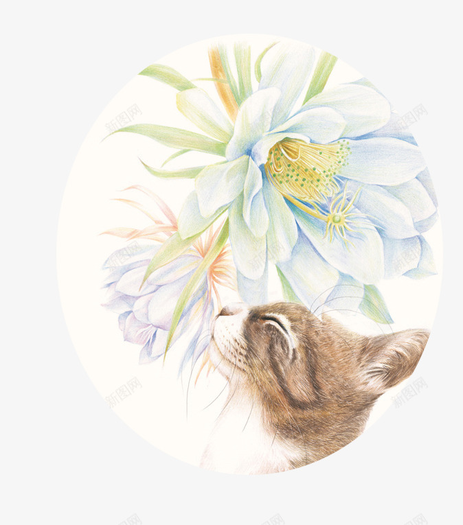 花下的猫咪psd免抠素材_88icon https://88icon.com 植物 猫咪 白花 黄蕊