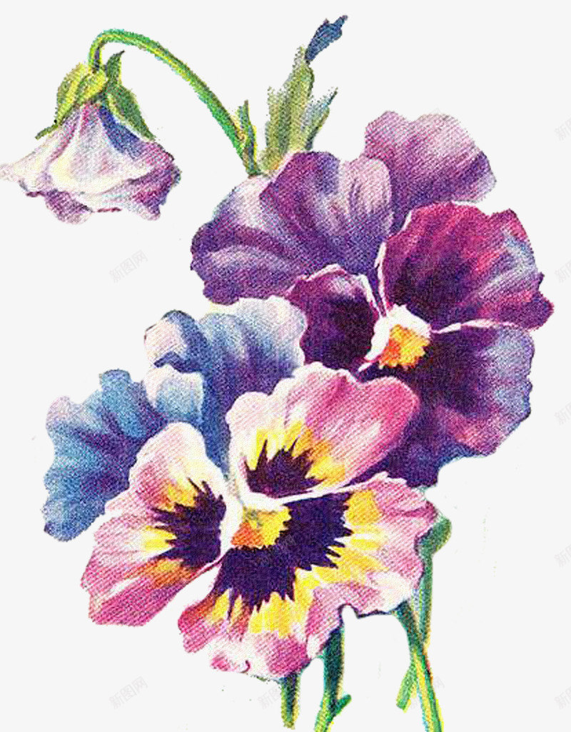紫色花装饰图案png免抠素材_88icon https://88icon.com 花卉 装饰 贴图