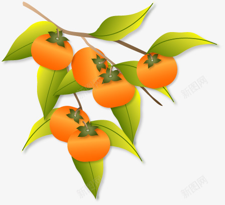 成熟的柿子png免抠素材_88icon https://88icon.com 成熟的柿子 柿子 橘色 绿色