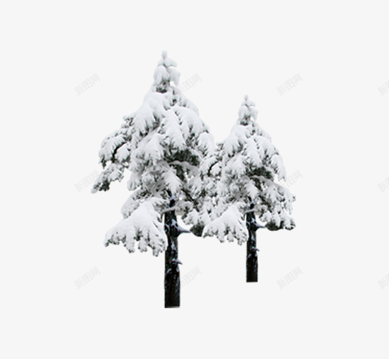 雪地里的松树png免抠素材_88icon https://88icon.com 冬 圣诞树 松树 雪地 雪花