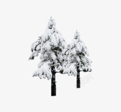 雪地里的松树素材