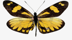 黄色蝴蝶装饰昆虫素材