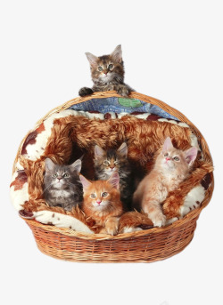 创意篮子里的猫咪素材