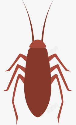 红色蟑螂昆虫标本素材