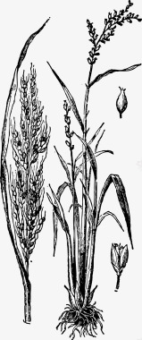 稻穗农作物麦穗图标图标