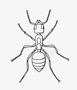 爬虫动物手绘卡通昆虫蚂蚁高清图片