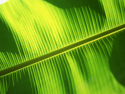 热带植物芭蕉树叶素材