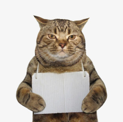 纸牌PNG挂纸牌的猫咪高清图片