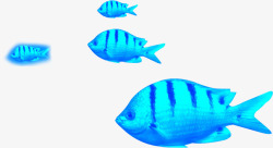 向左游蓝色热带鱼素材