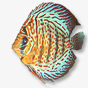 斑点热带鱼素材
