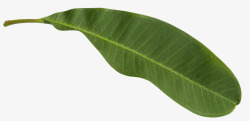 热带植物叶子5素材