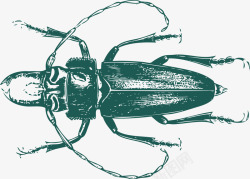 长触须类硬壳昆虫素材