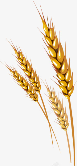 小麦手绘装饰元素素材