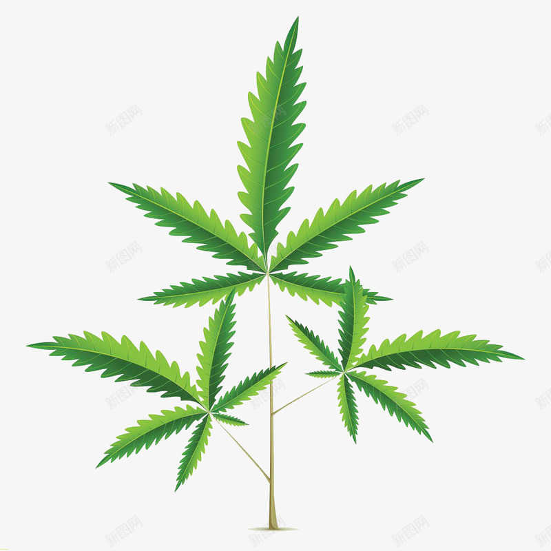 大麻插画png免抠素材_88icon https://88icon.com 农事 农场 大麻叶 大麻叶子插画 大麻插画 植物 绿色 药品 麻醉品