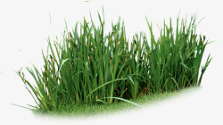 绿色小麦稻田摄影素材