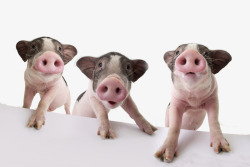 三只小猪的故事猪高清图片