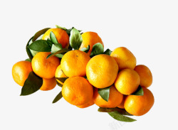 众多黄色的橘子素材