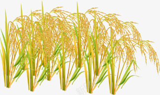 创意水彩合成黄色的小麦稻穗png免抠素材_88icon https://88icon.com 创意 合成 小麦 水彩 稻穗 金色麦穗 黃色稻穗 黄色