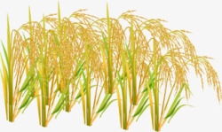 创意水彩合成黄色的小麦稻穗素材