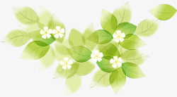 绿色清爽树叶白色花朵美景素材