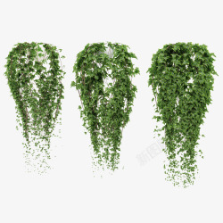 三盆藤蔓鲜草绿色垂吊植物素材