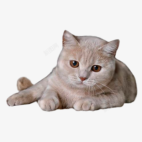 猫咪趴在地上png免抠素材_88icon https://88icon.com 忧郁 猫 猫咪图片 趴下