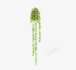绿色植物垂下素材