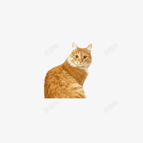 家养猫咪png免抠素材_88icon https://88icon.com 动物 宠物 猫 萌宠