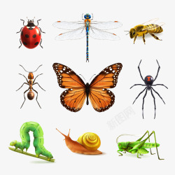 昆虫世界矢量图素材