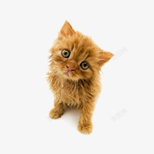 可怜兮兮的眼神png免抠素材_88icon https://88icon.com 洗澡 猫咪 猫洗澡 黄色