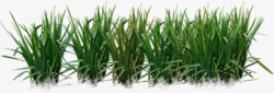 创意绿色的小麦稻田素材