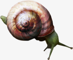 带壳生物蜗牛带壳的蜗牛高清图片